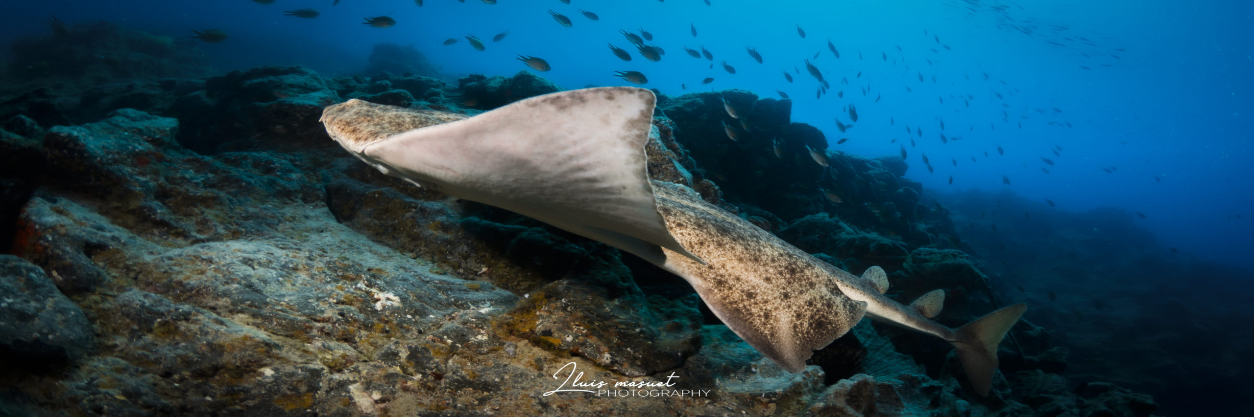 Underwater life in Lanzarote
