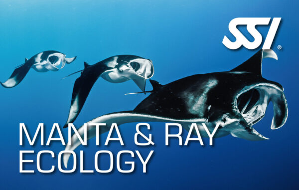 Mantas & Ray Ecology