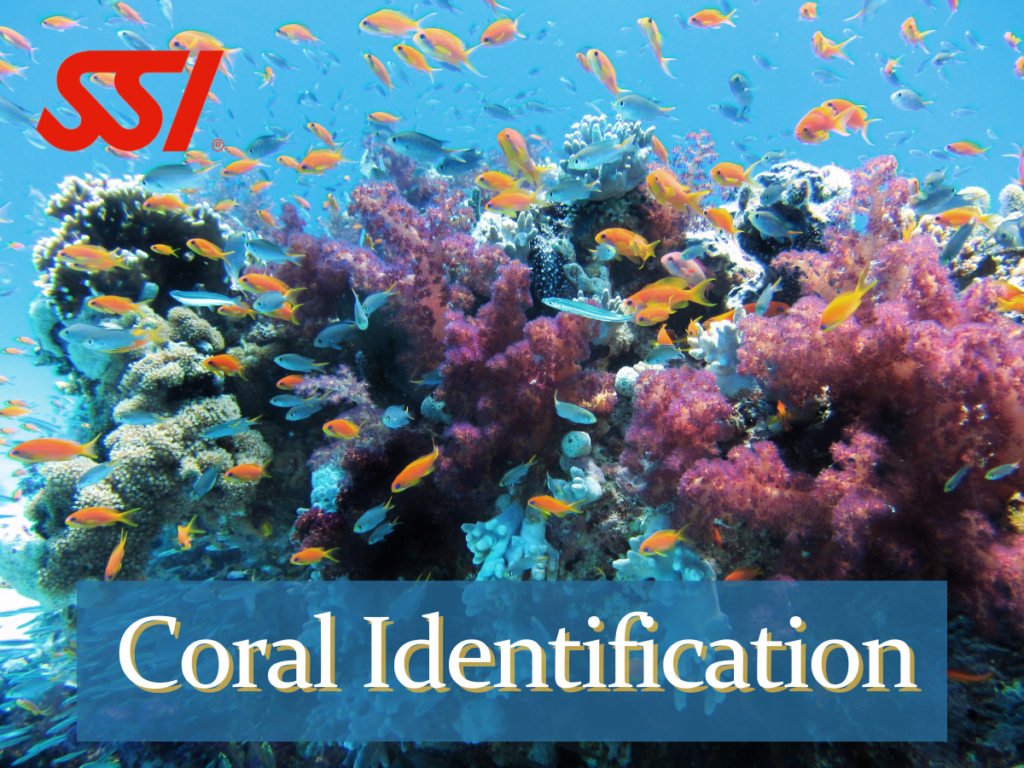 Curso Identificacion corales SSI Lanzarote