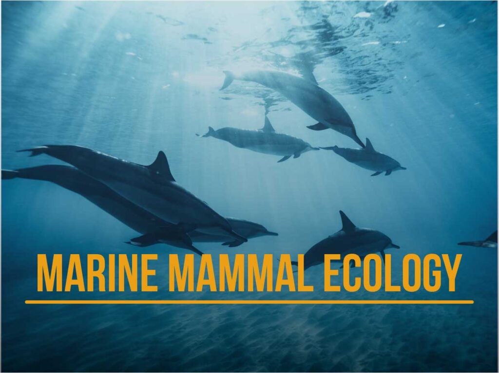 curso mamiferos marinos SSI lanzarote