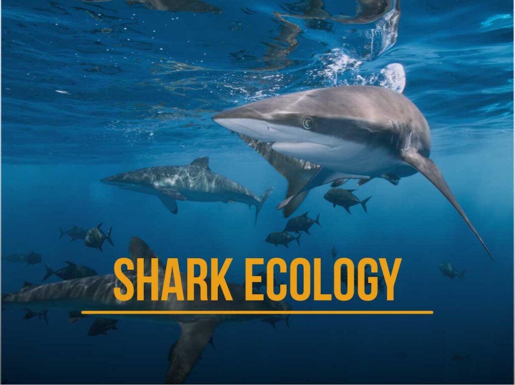 Curso Ecología Tiburones SSI lanzarote