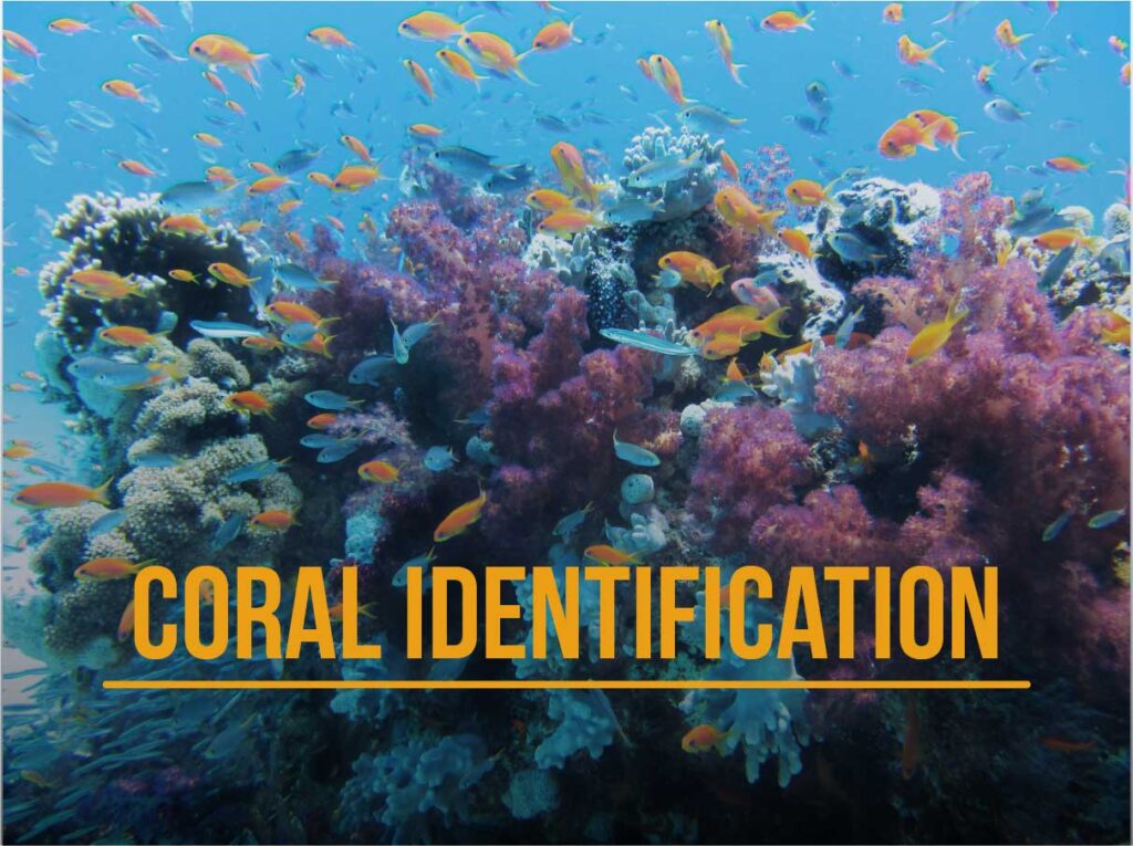Curso Identificacion corales SSI Lanzarote