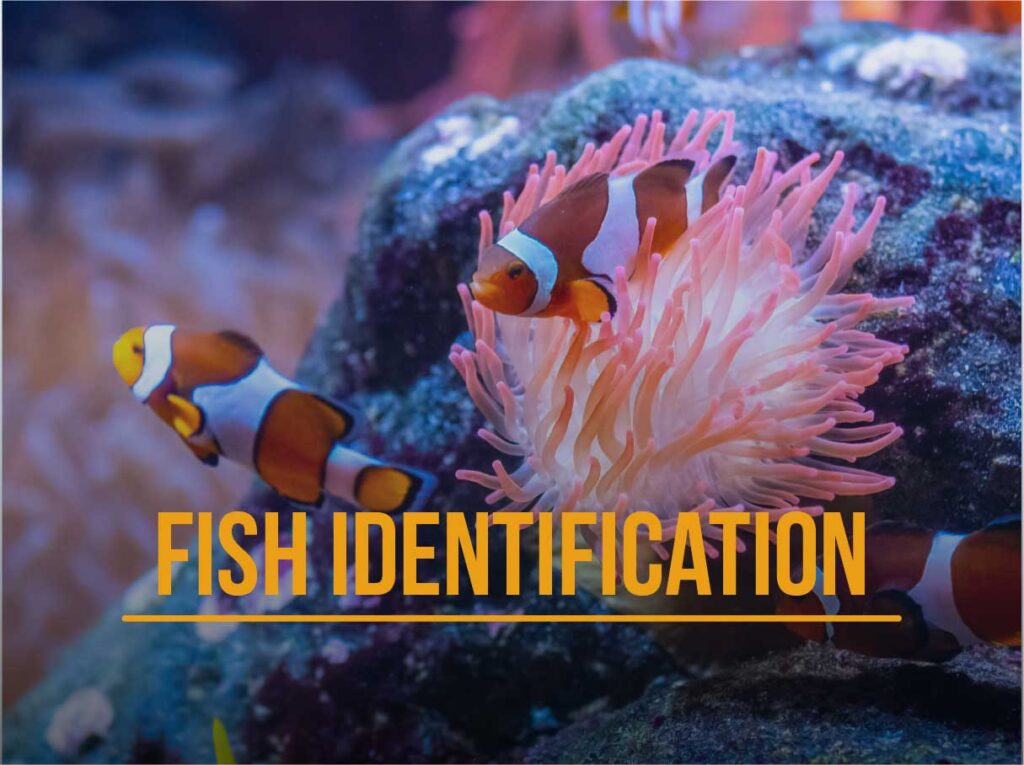 Curso identificacion peces SSI lanzarote