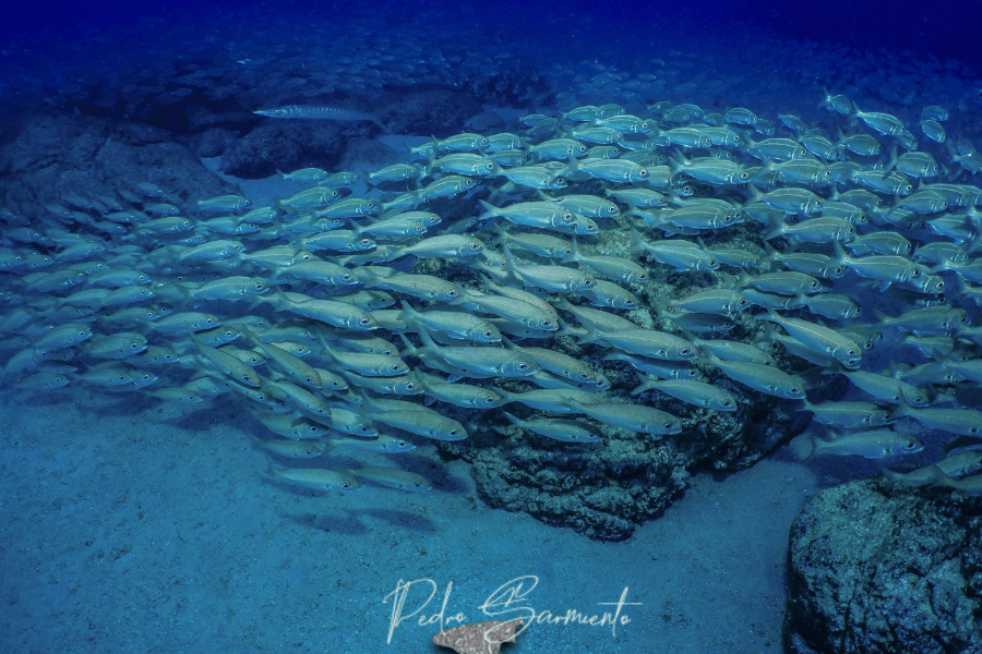 buceo lanzarote faqs