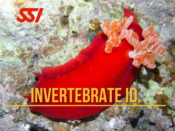 Curso ecología invertebrados SSI lanzarote