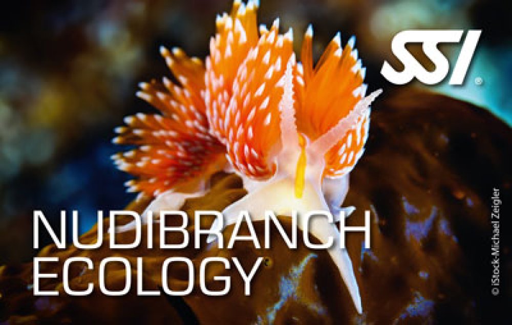 Curso ecología nudibranqueo SSI lanzarote